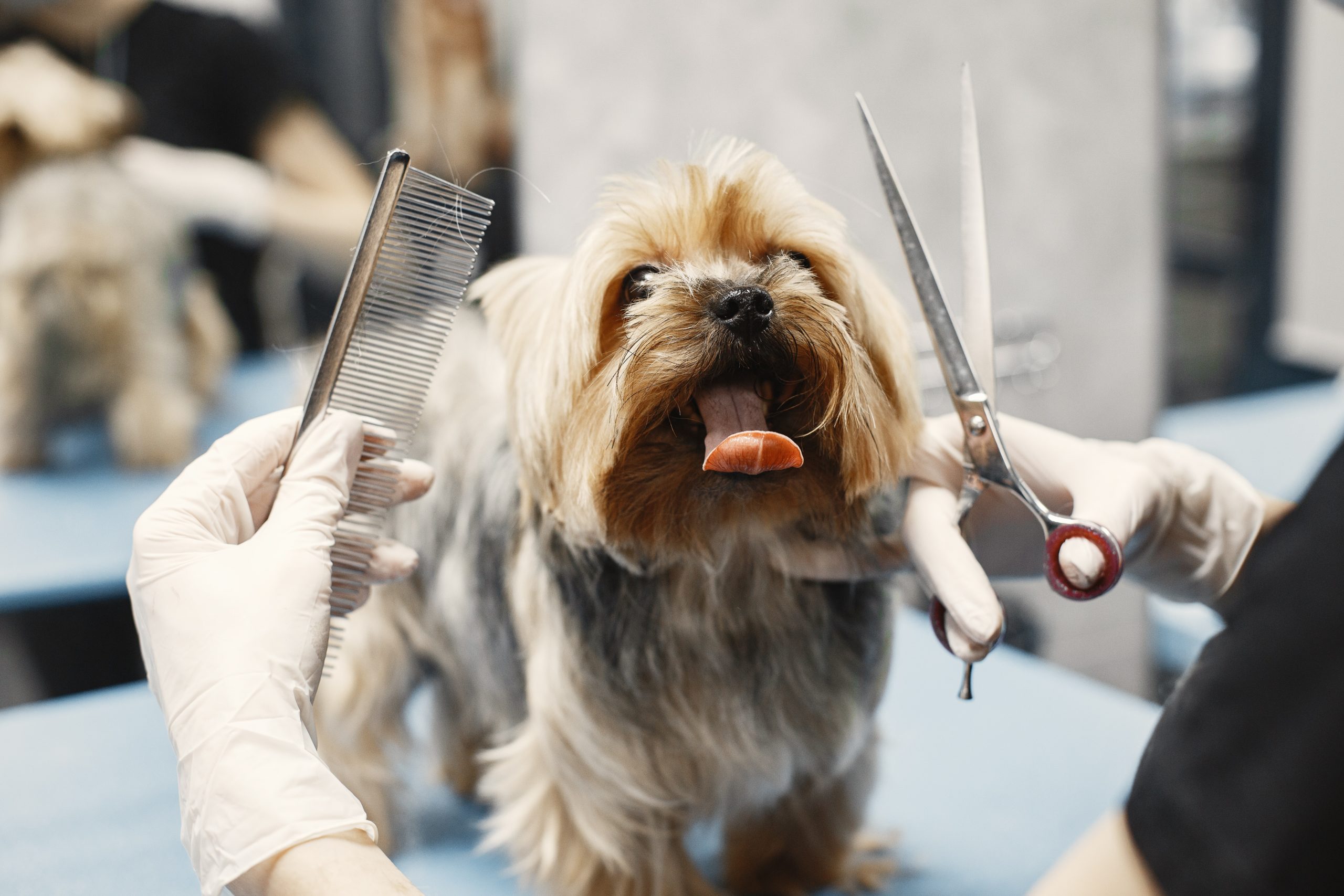 Grooming Secrets That Will Make Your Pet a Showstopper