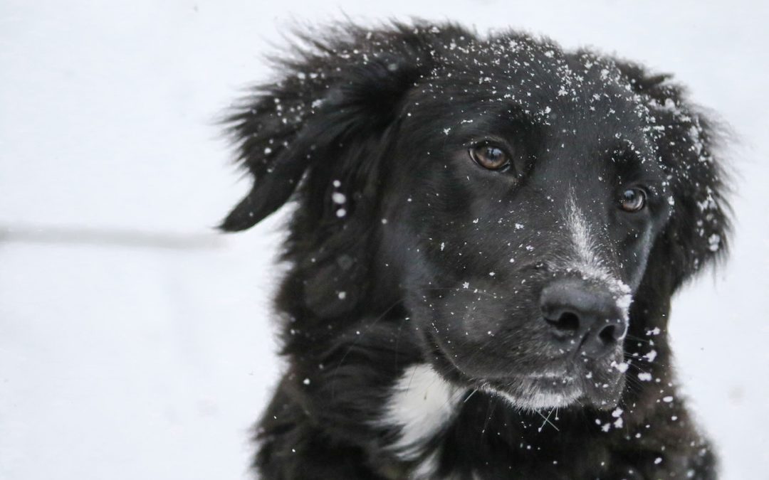 Long-coated black and white dog in white snow
