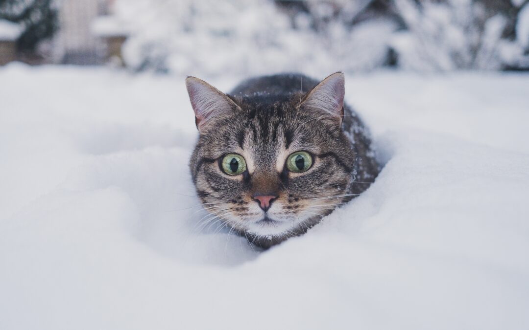 Thermometer Tales: Understanding Your Pet’s Winter Comfort Level